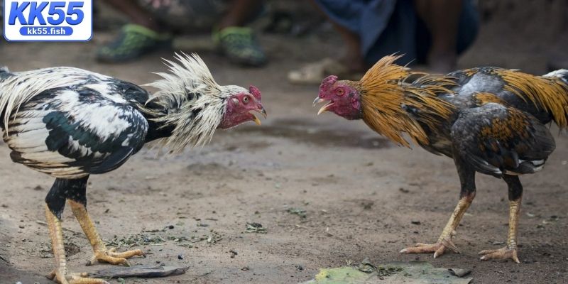 Các hình thức đá gà HOT tại KK55