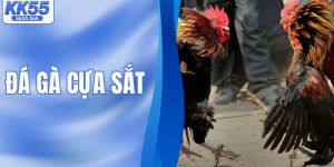 Đá Gà Cựa Sắt - Trận Đấu Kịch Tính Của Những Chiến Kê