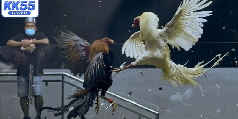 Phân tích sức hút trận đấu cựa dao tại KK55