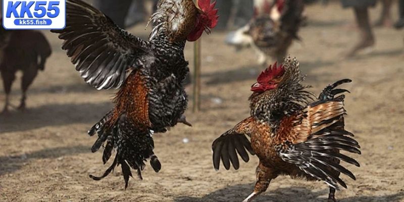 Quy định cá cược trong trận đấu cựa dao