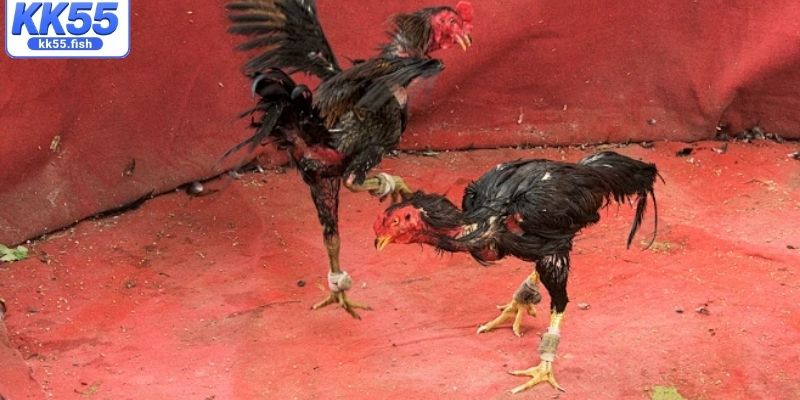 Quy định cơ bản đá gà cựa sắt