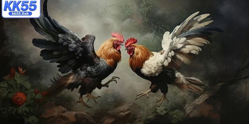 Sức hút của các trận đá gà cựa sắt tại KK55